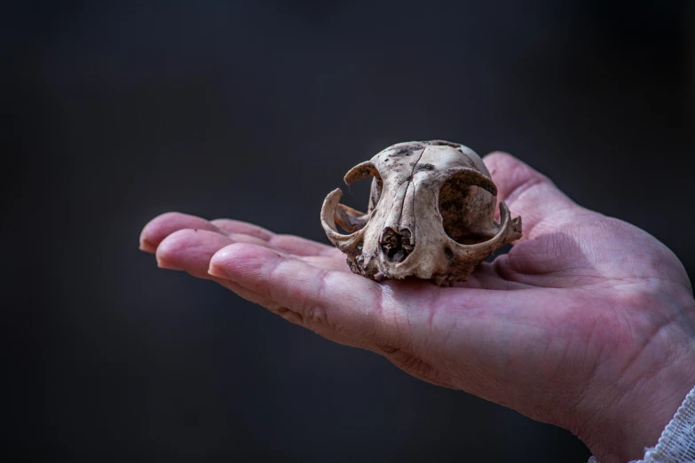 a man holding a skull in his hand