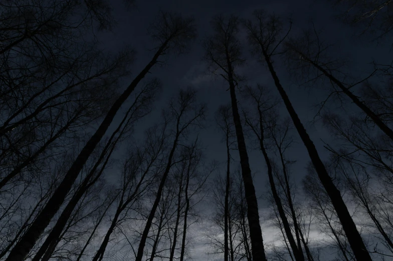 trees under a cloudy sky at night