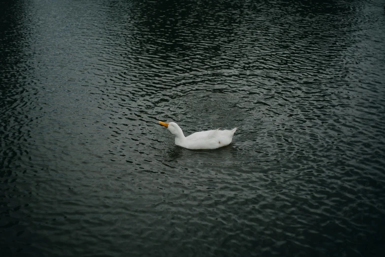 a swan floating in the water next to some trees