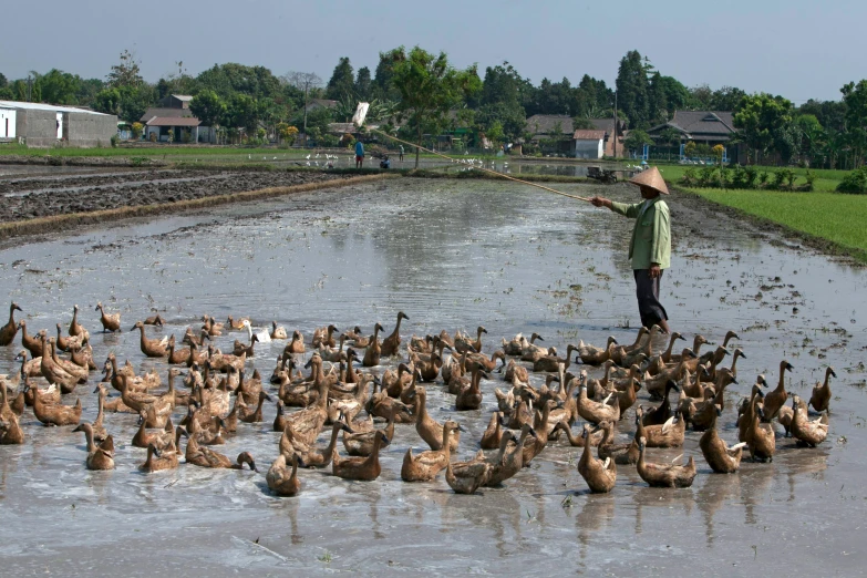 a man standing in the middle of a pond surrounded by ducks