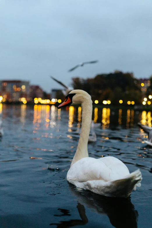 a white swan sitting in the water looking at its reflection