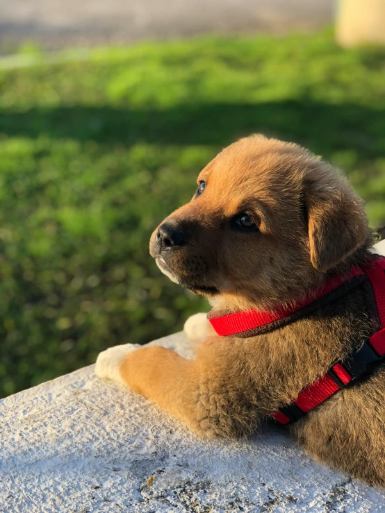 a brown puppy sitting on top of a white rock