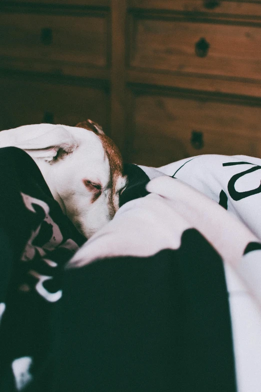 a cat curled up and sleeping in a bed