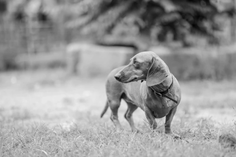 a very cute small dog walking through the grass