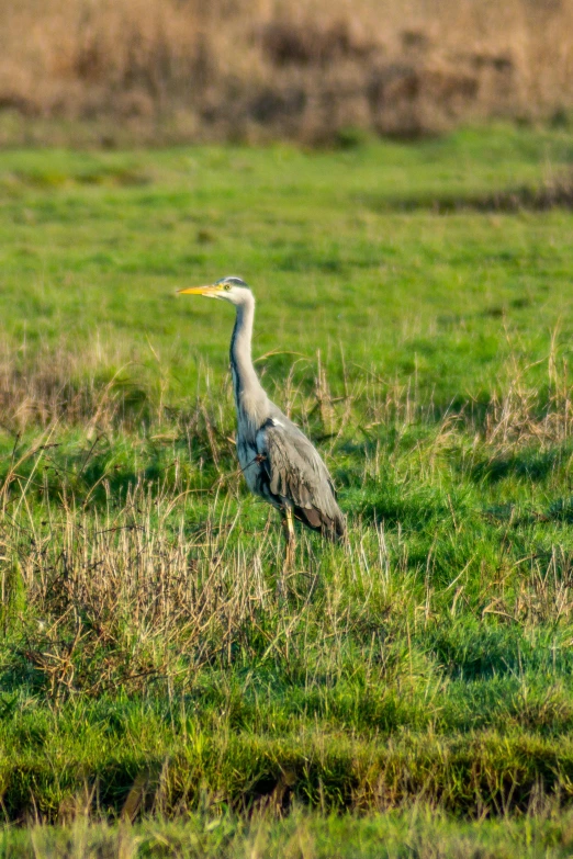 a bird is standing in a grassy field