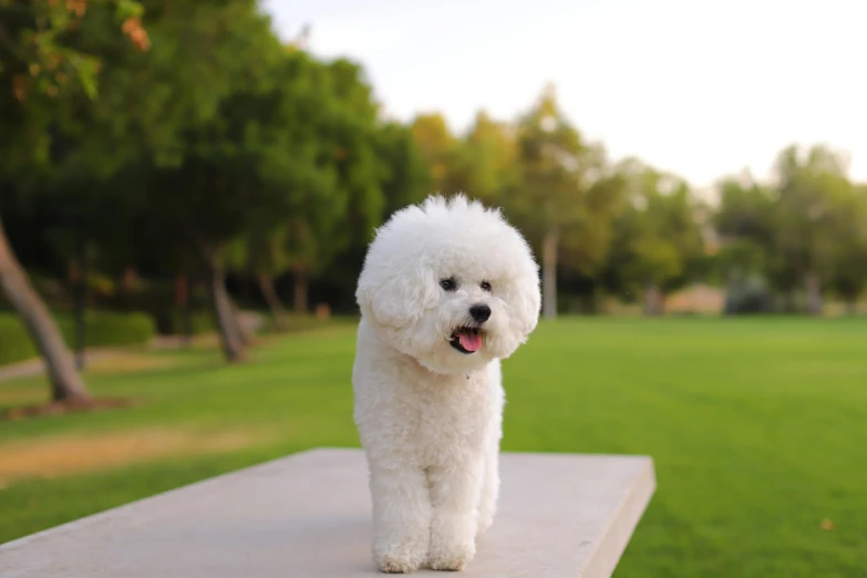 a white dog is standing on a bench