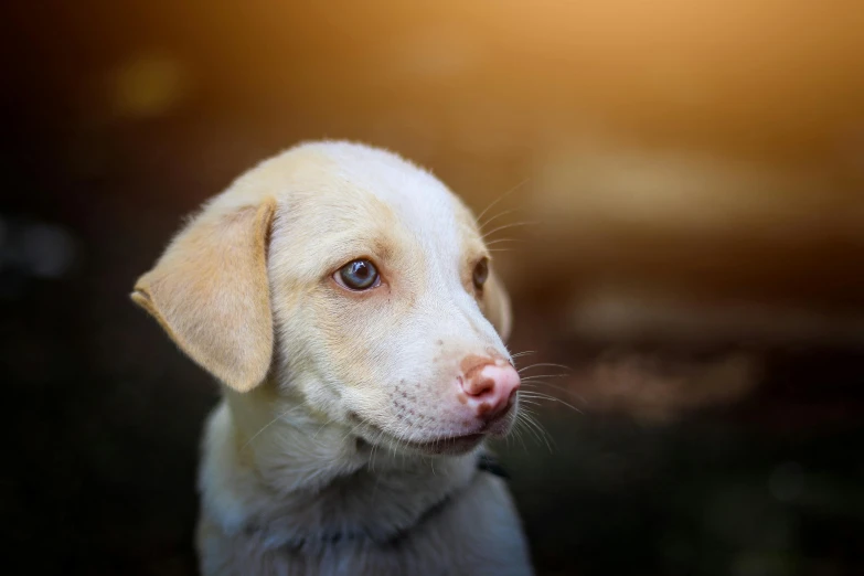 a white dog with a blue eyes looks into the distance