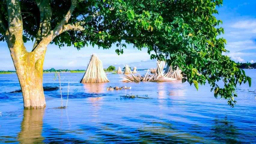 some trees and water at the beach