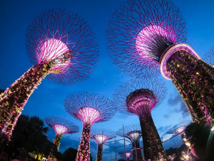 a group of trees that have lights on it