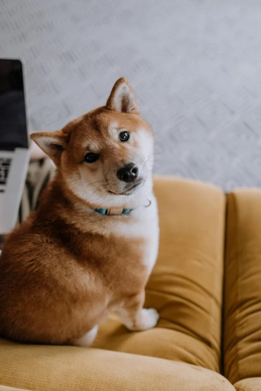 a dog sitting on a brown couch next to a wall