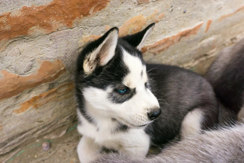 a puppy on a bed in front of a wall