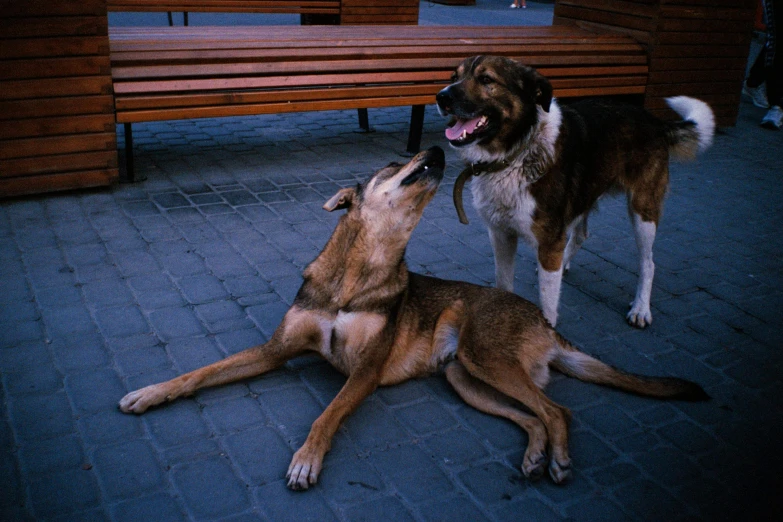 two brown and white dogs are fighting on a walkway