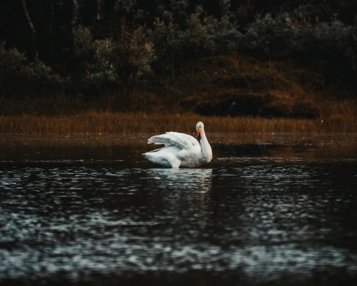 a white bird sitting in the middle of a lake