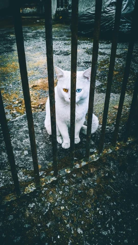 the cat is sitting in the old  cell