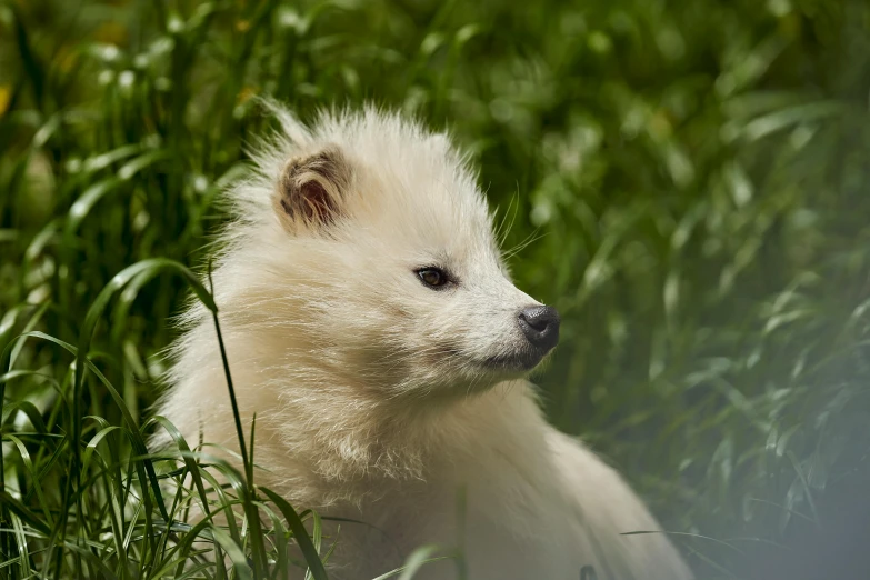 a small white animal sitting in a field of grass