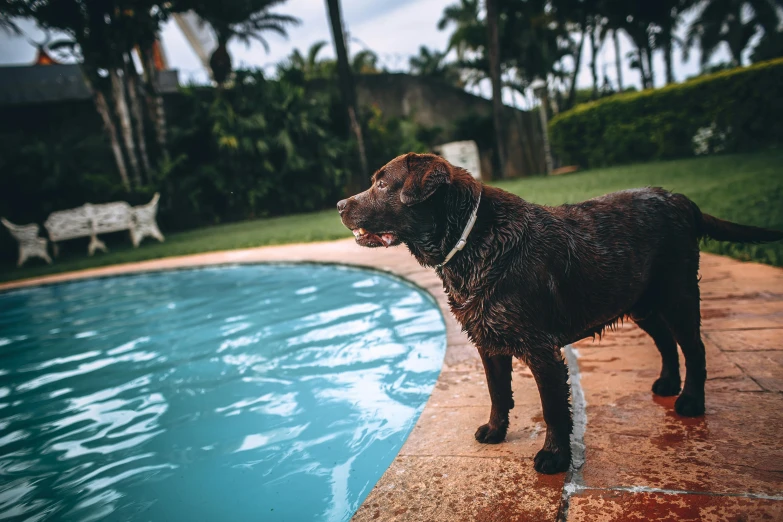 a dog that is standing in front of a pool