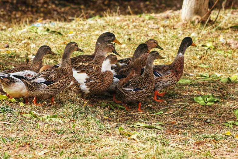 ducks are huddled on the grass by the woods