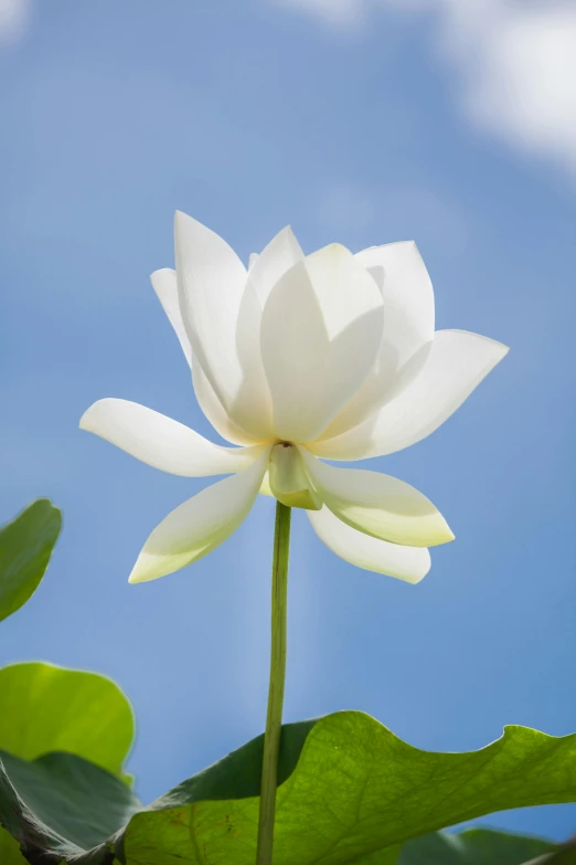 a white lotus blooming over leaves in the sky