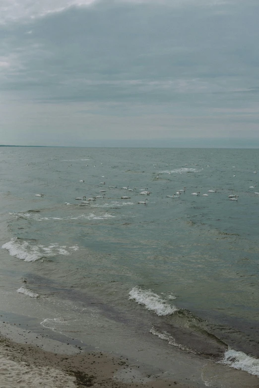 the ocean is full of birds, in front of clouds