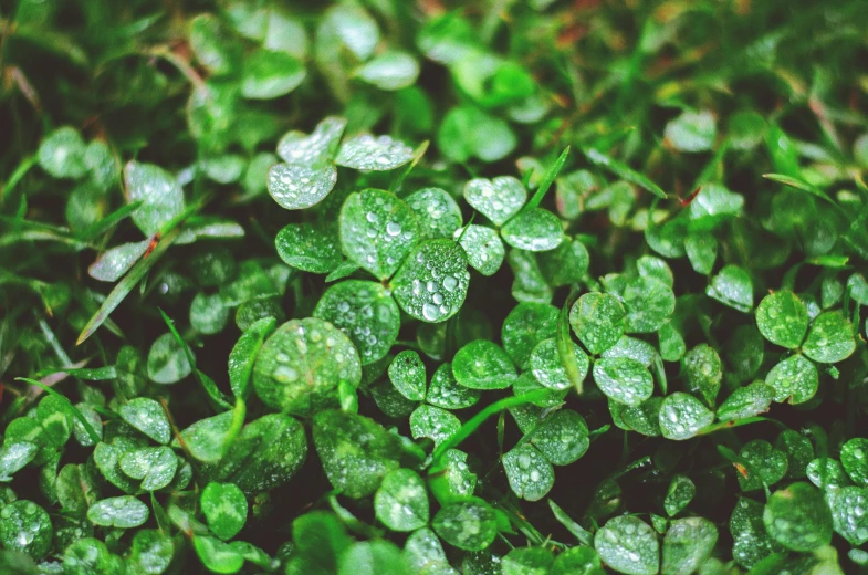 green leaves covered in rain droplets in the grass