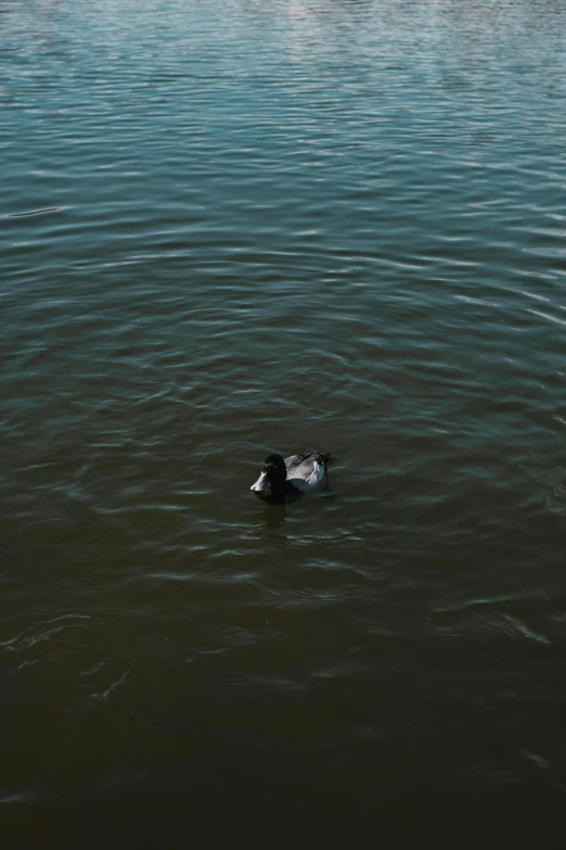 a lone ducks floats in the water near shore