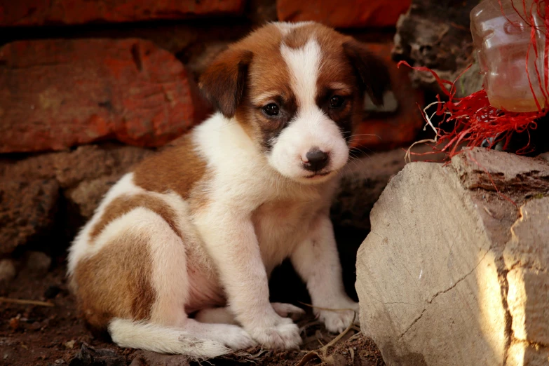 the puppy is sitting next to a rock