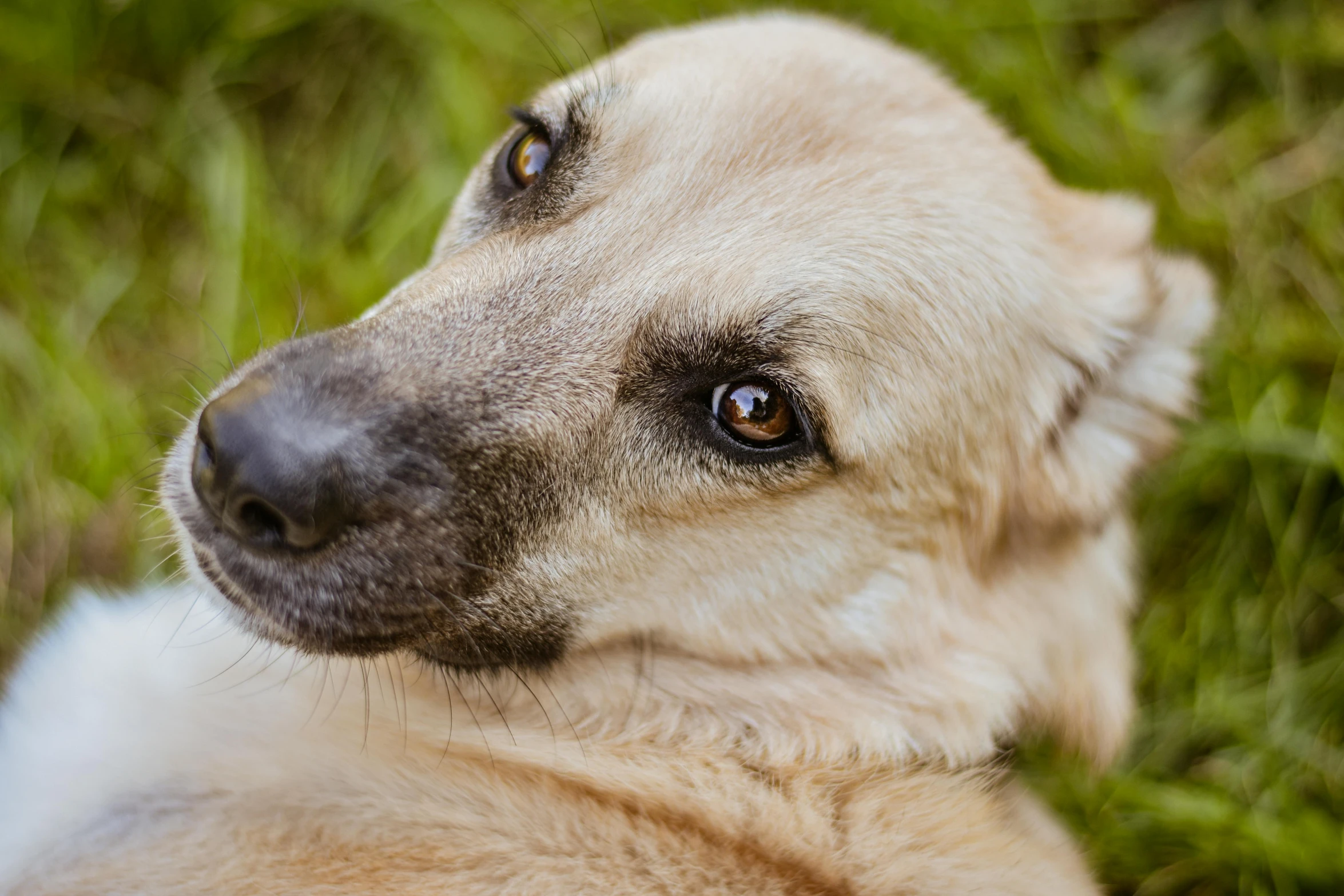 a tan dog with black eyes laying on grass