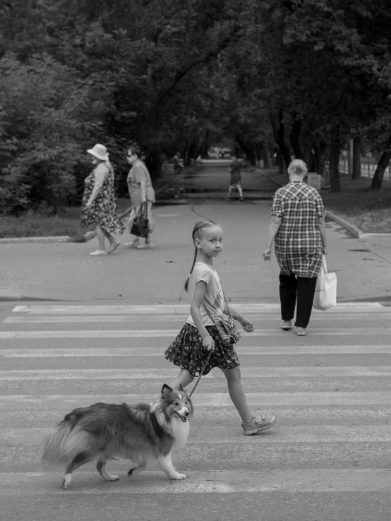 a dog is walking next to a  on a crosswalk