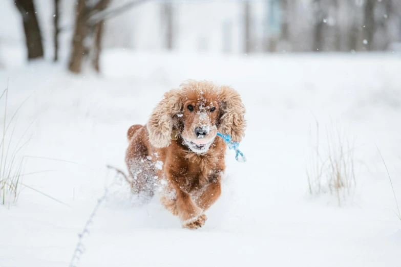 a dog running in the snow with a blue collar