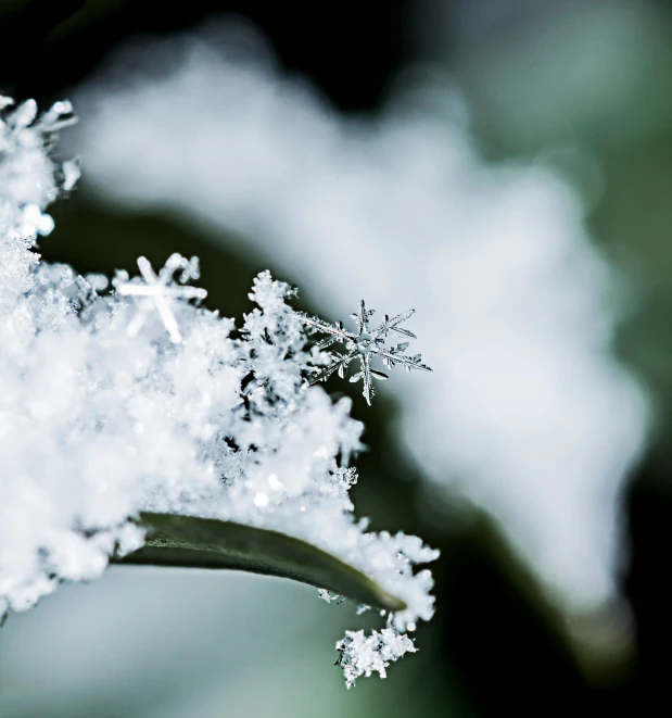 snow flakes that are out in the open