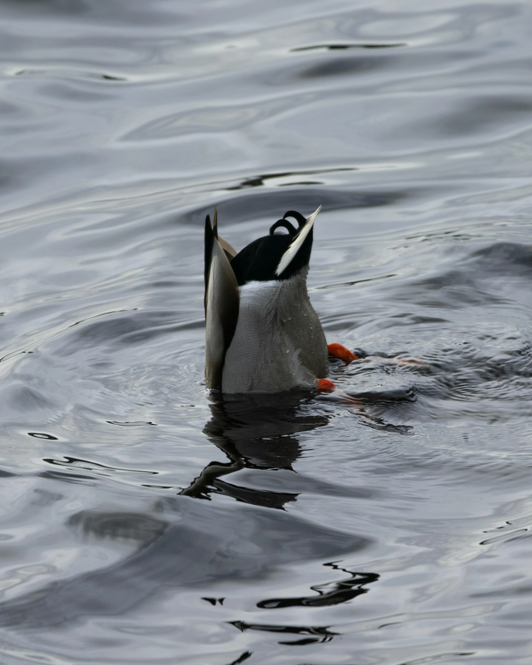 a duck swimming on top of a lake