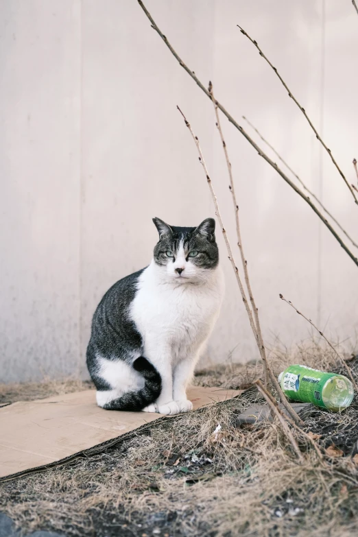 a cat sits next to a tree and some bottles