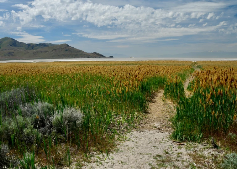 a path running through tall grass to a hill