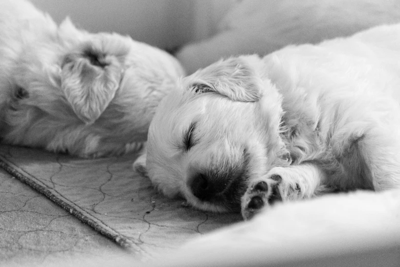 two white dogs lying next to each other on a rug