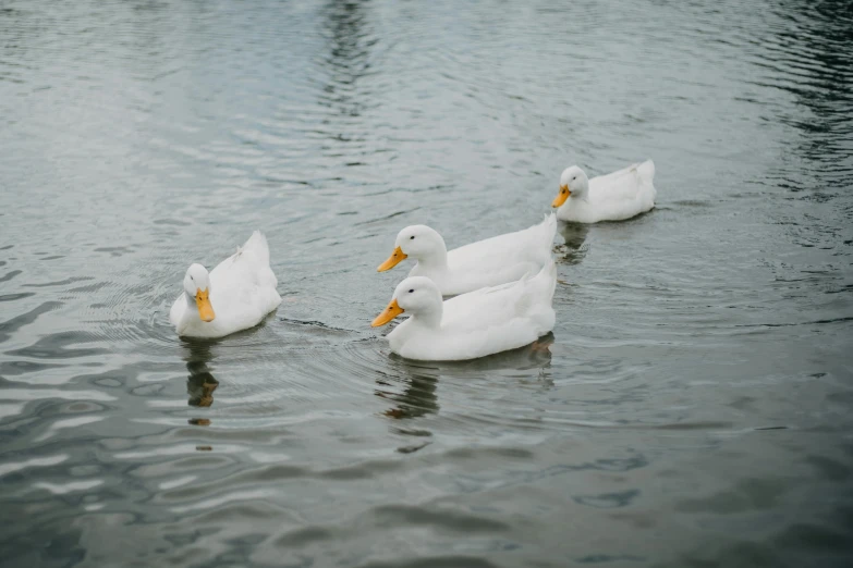 three white ducks swimming in a lake together