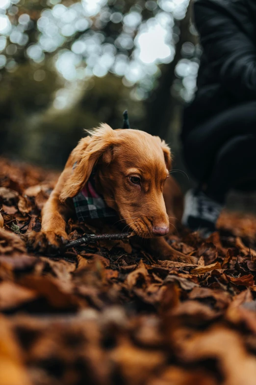 a close up of a small dog on a pile of leaves