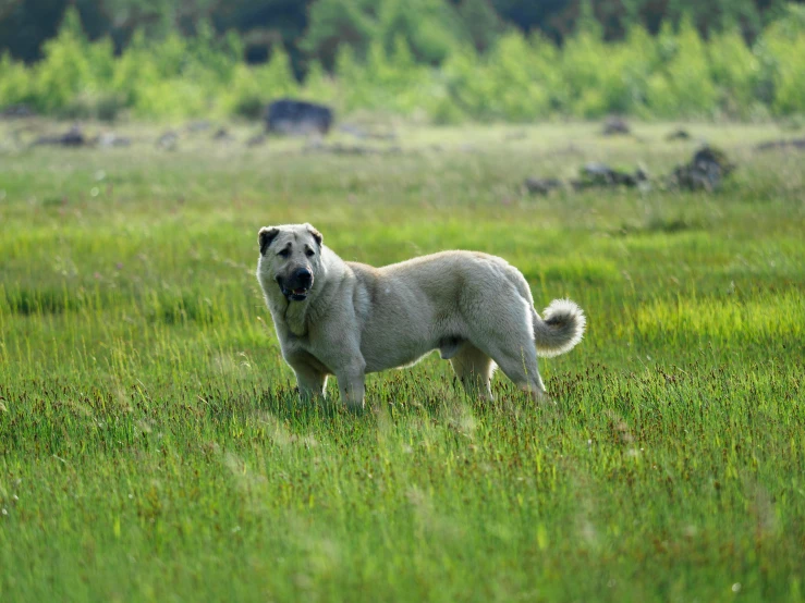 a large white dog standing on top of a lush green field