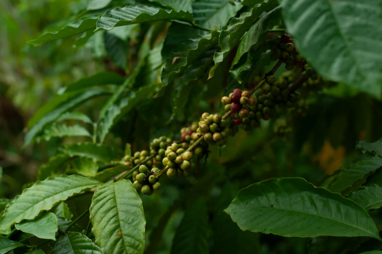 a close up of the green fruits on a plant