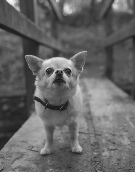 a small dog is standing on top of a wooden bench