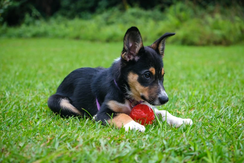a dog laying in the grass with a ball