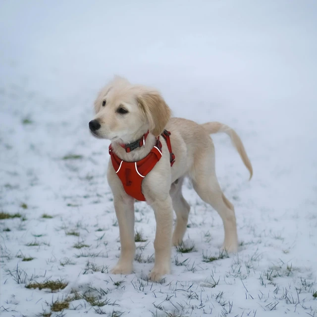 a little white dog standing in the snow