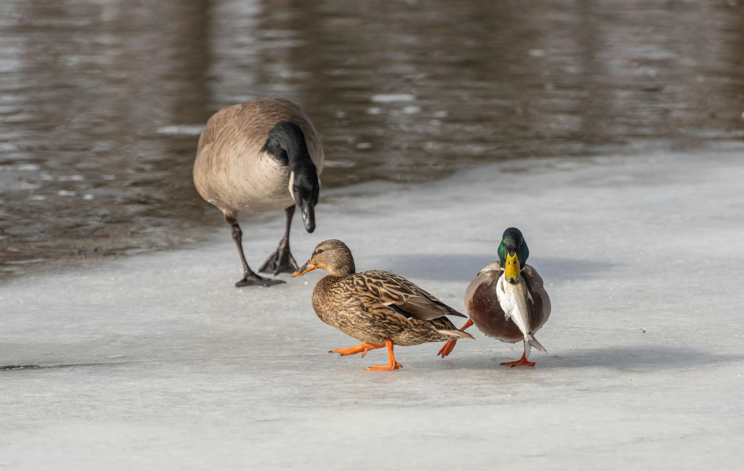 three ducks walk near a body of water