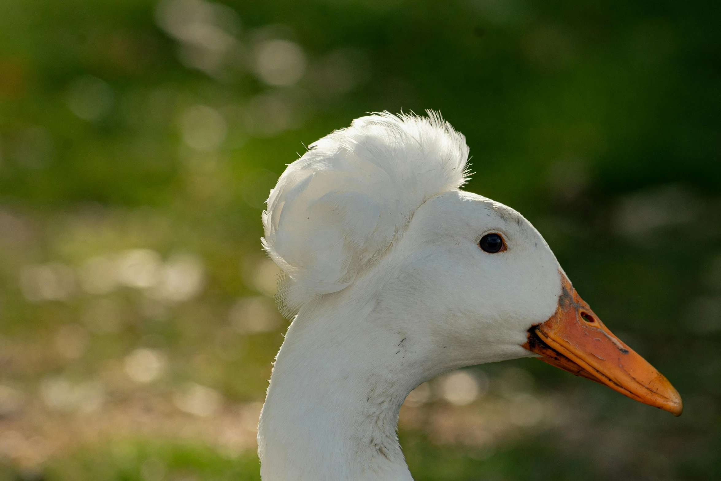 a white bird with large feathers and a orange beak