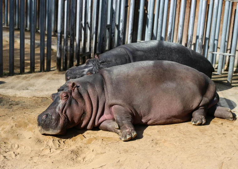 two hippo lying down on a dirt ground