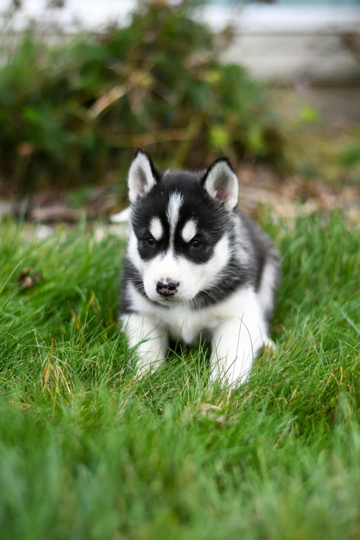 black and white husky puppies lying on green grass