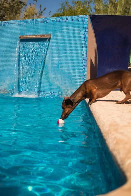 the dog is taking a drink out of the pool