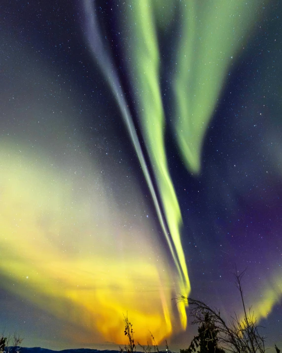 the aurora bore shows up above a forest