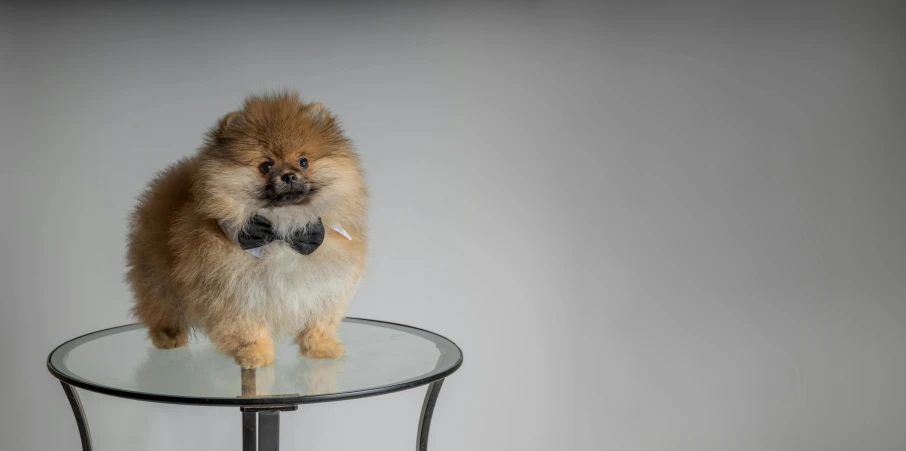 a small dog standing on top of a glass table