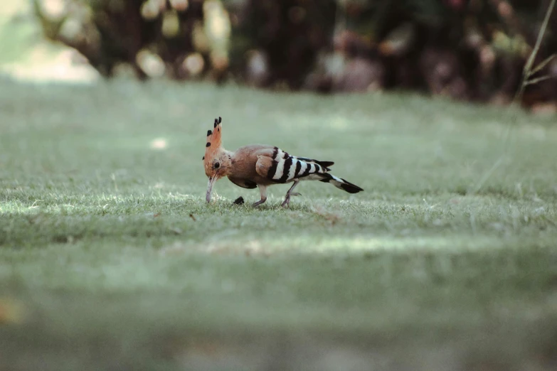 a bird that is on the grass outside