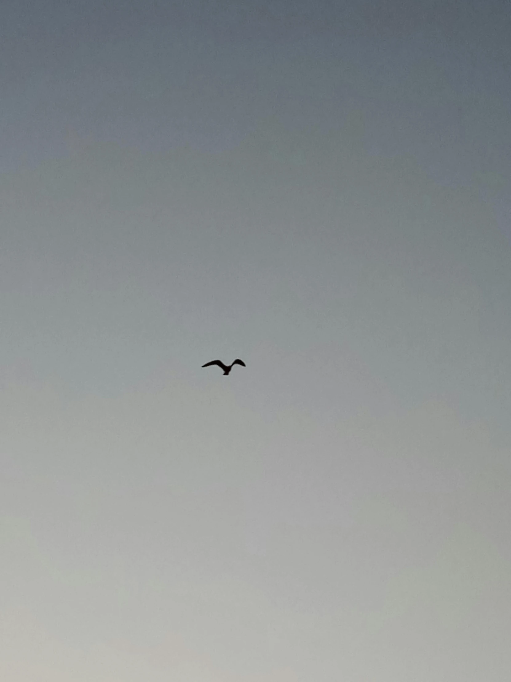 a black and white picture of an eagle flying